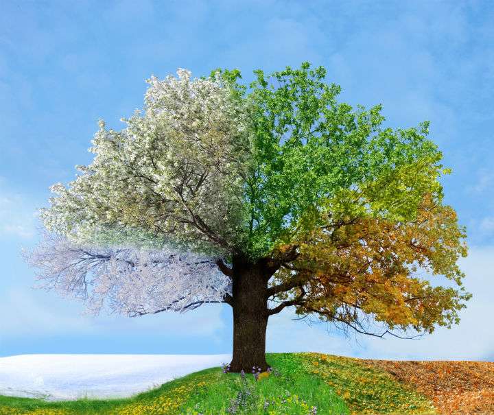 der Baum der Jahreszeiten Online-Puzzle
