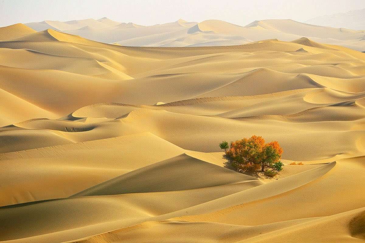 Pom in der Wüste Puzzlespiel online
