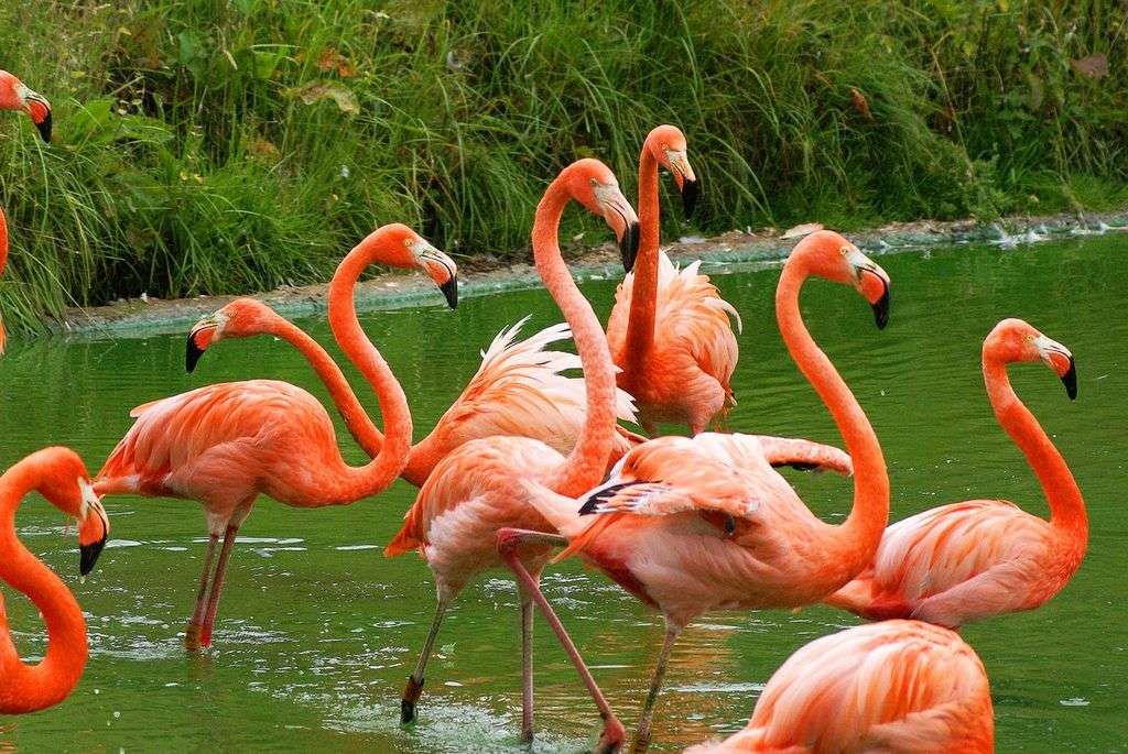 Karmozijnrode flamingo legpuzzel online