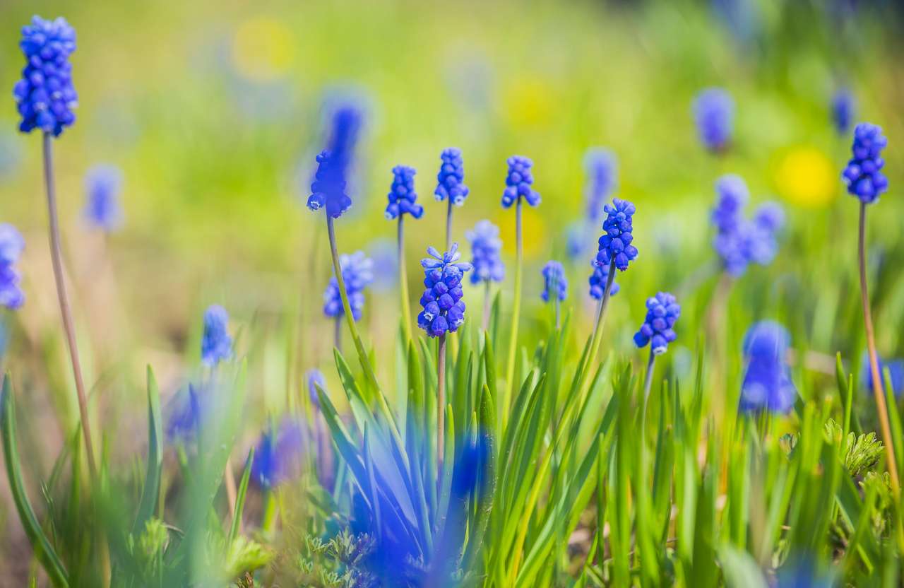 Kék muscari virágok online puzzle