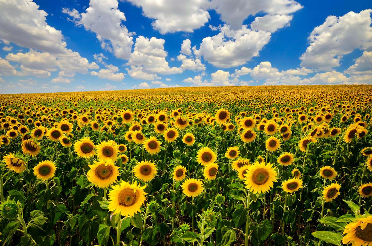 Fält av blommande solrosor Pussel online