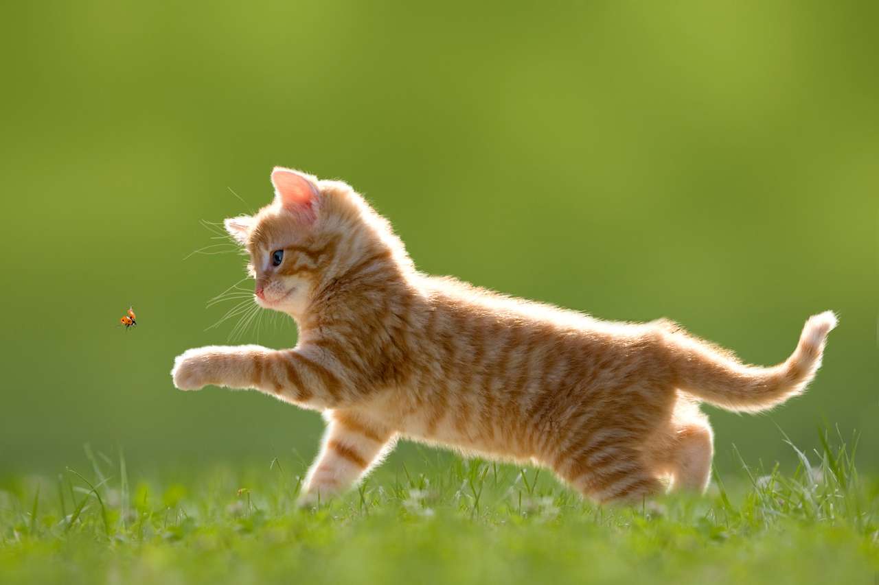 Fiatal macska katicabogár katicabogárral online puzzle