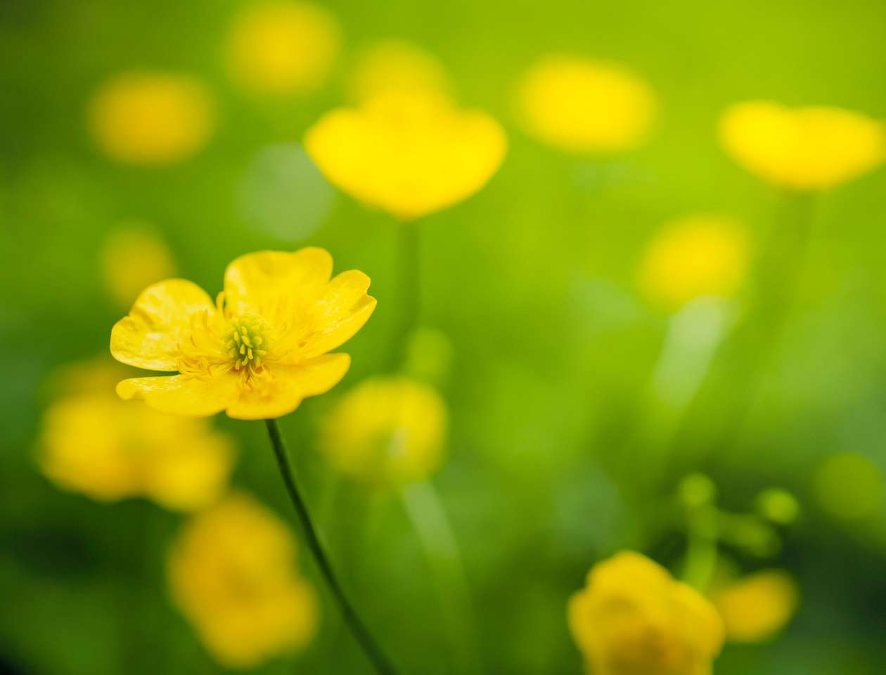 Flor amarela de botão-de-ouro comum puzzle online