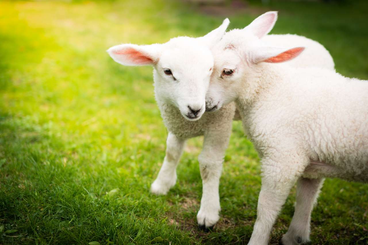 Två lamm som gosar i gräset pussel på nätet
