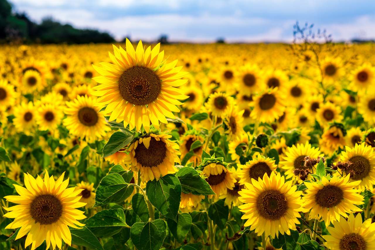 Frumoase floarea-soarelui într-un câmp de floarea-soarelui jigsaw puzzle online