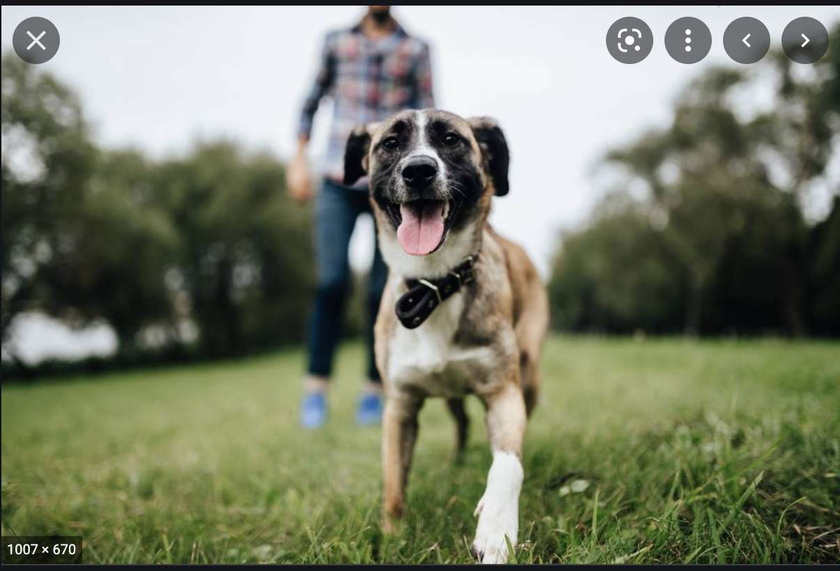 šťastný pes skládačky online