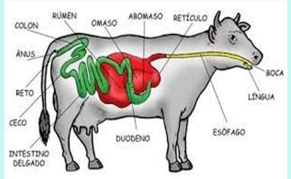 Το πεπτικό σύστημα της αγελάδας παζλ online
