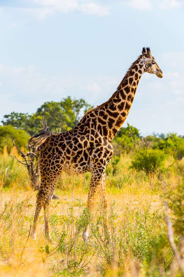Красивият жираф в резервата за игри Moremi онлайн пъзел
