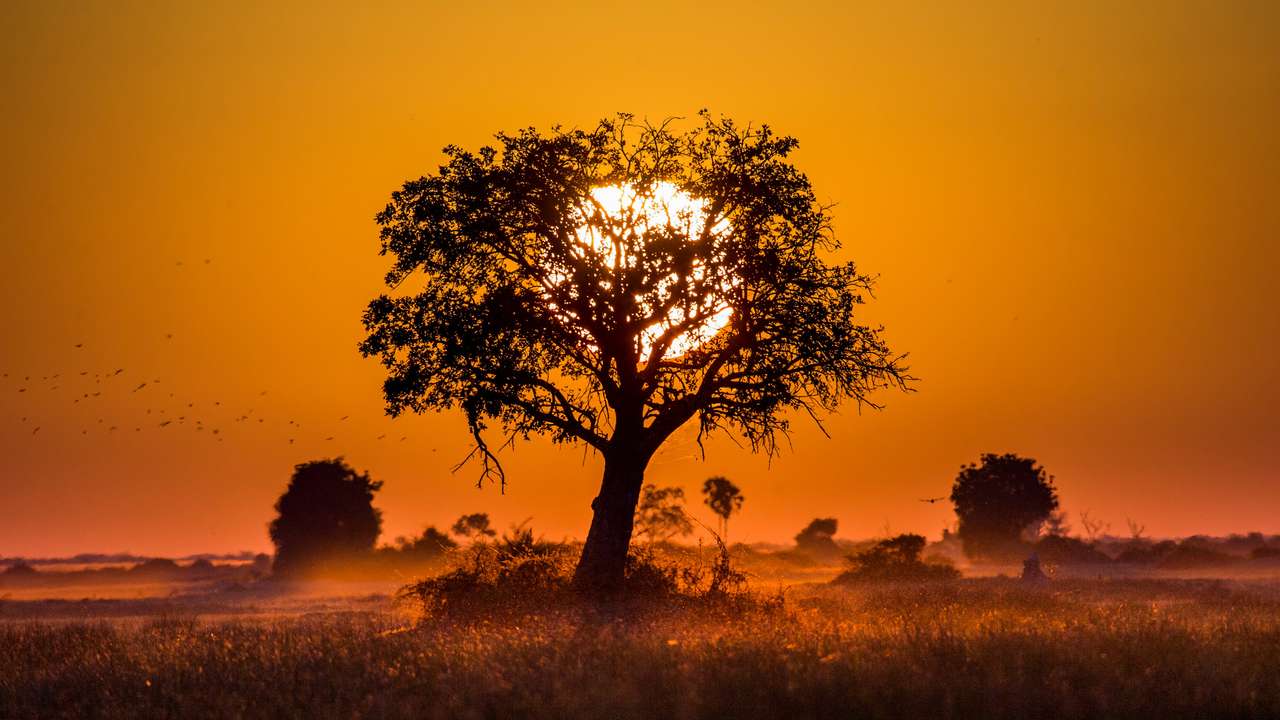 Дърво при залез слънце в Ботсвана. Делтата на Окаванго. Африка. онлайн пъзел