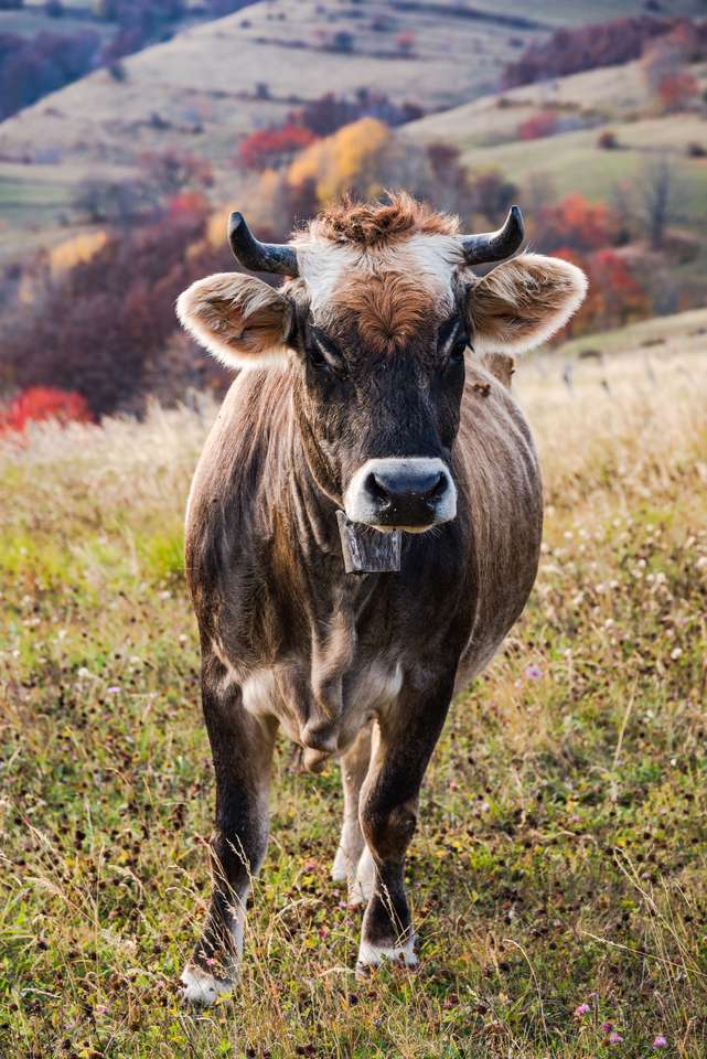 Viehweide im abgelegenen Dorf in Bosnien. Online-Puzzle