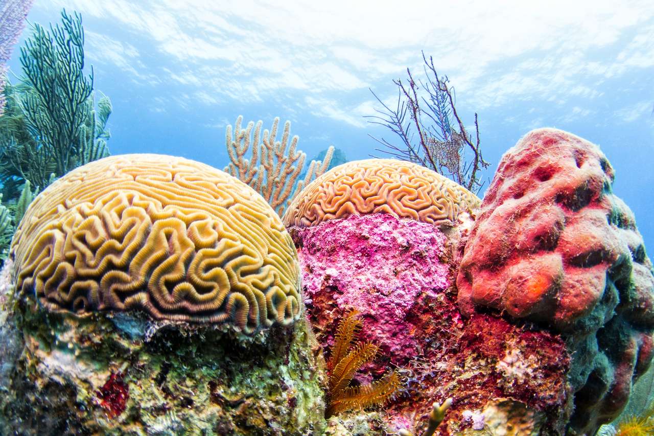 Красочный коралловый риф, Белиз пазл онлайн
