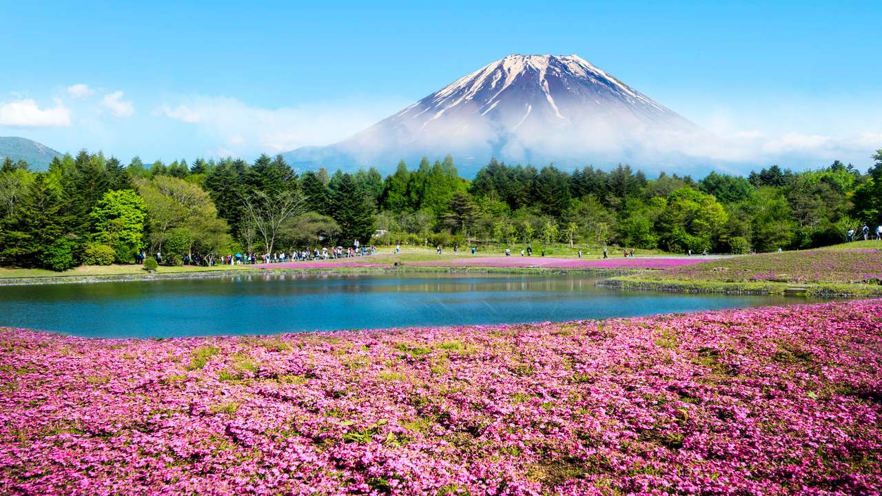 O Fuji com o campo de musgo rosa puzzle online