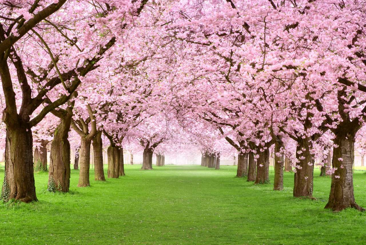 Ornamental garden with large cherry trees online puzzle