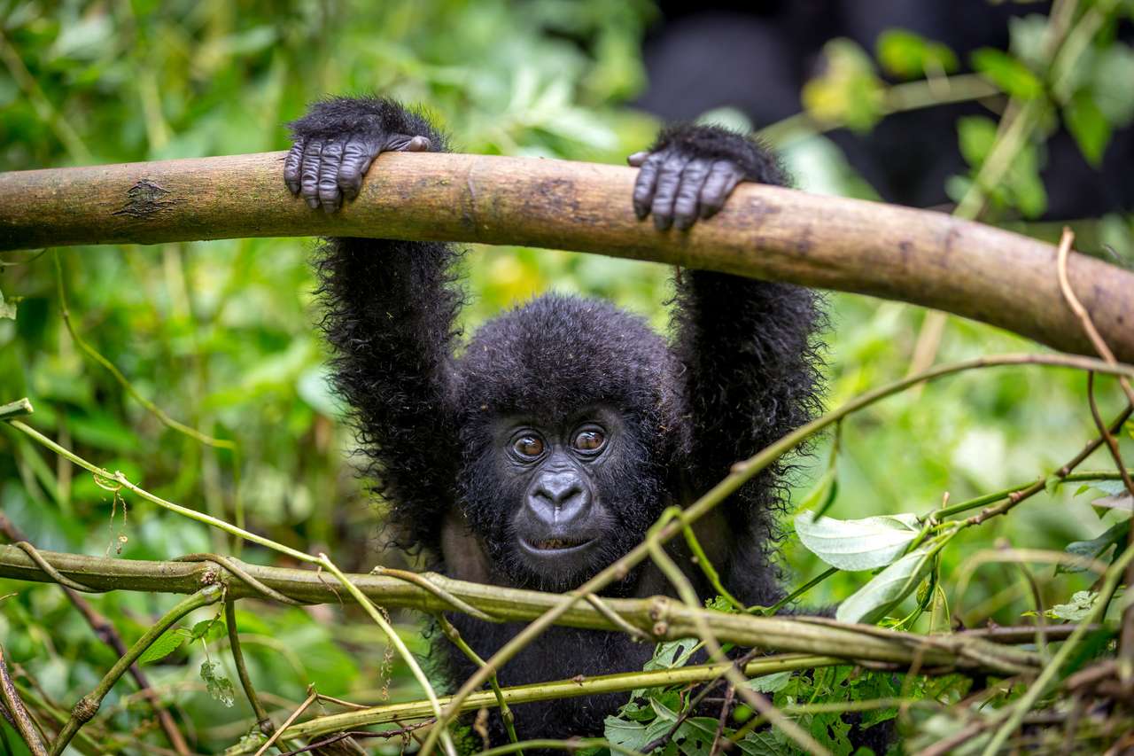 Um bebê gorila dentro do Parque Nacional de Virunga quebra-cabeças online