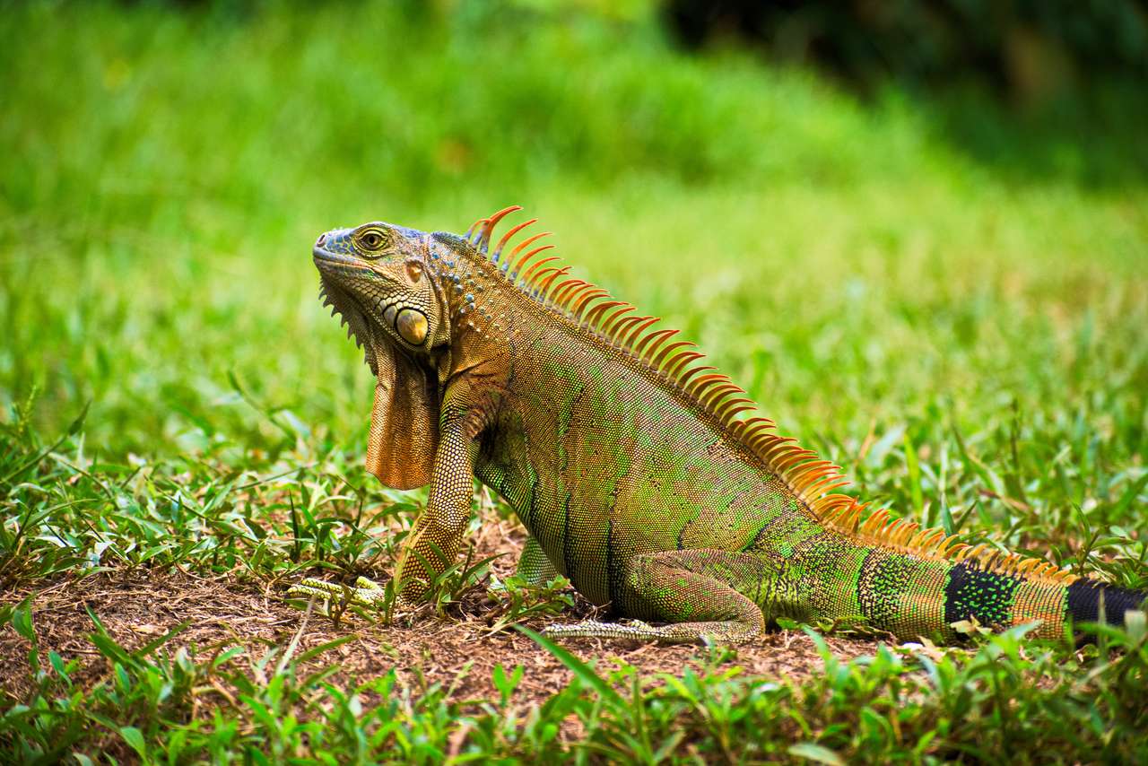 Портрет зеленой игуаны с поднятой головой на земле пазл онлайн