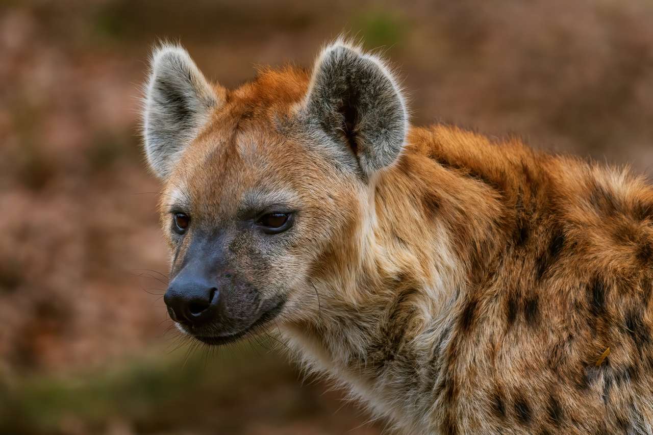 Spotted Hyena - Crocuta crocuta pussel på nätet