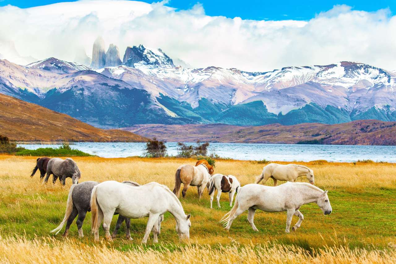 Vadon élő lovak csordája legel a sárga füvön. Az Azul -lagúna egy hegyi tó, három szikla közelében. A hegyláncot örök hó borítja. A Torres del Paine park Chilében kirakós online