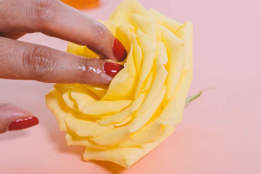 gul ros blomma Pussel online