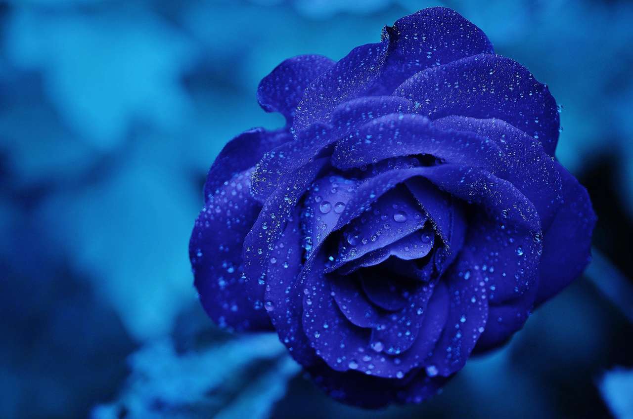 modrá růže skládačky online