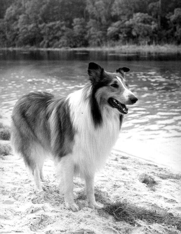 Lassie ......... rompecabezas en línea
