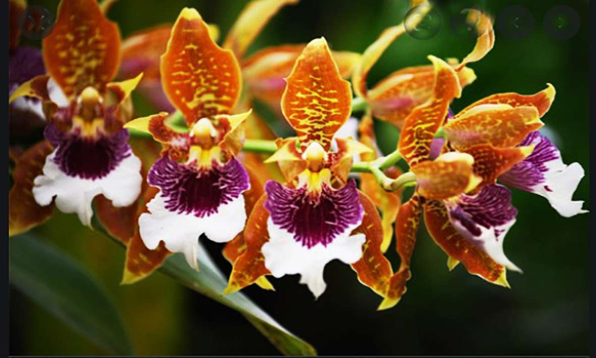 orange och vita orkidéer Pussel online