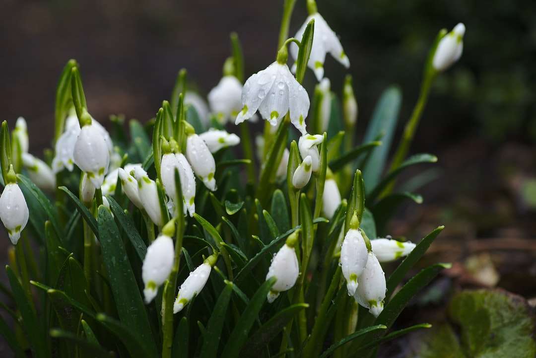 Fotografía de enfoque selectivo de flores de pétalos blancos rompecabezas en línea