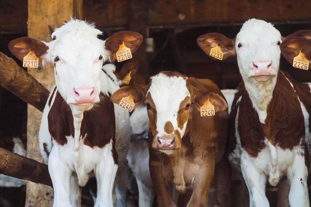 коровы на ферме онлайн-пазл