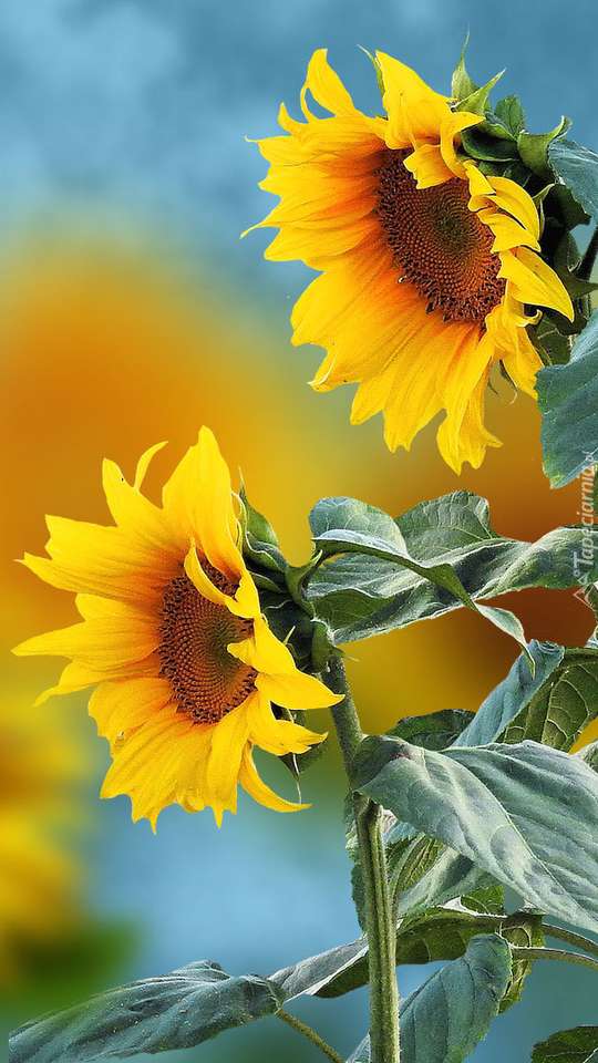 Sunflowers online puzzle