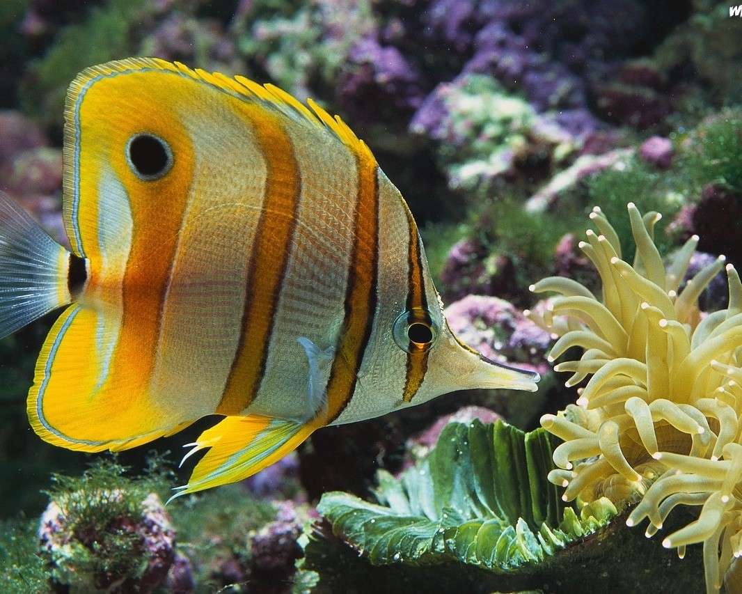 O anemonă într-un recif de corali jigsaw puzzle online