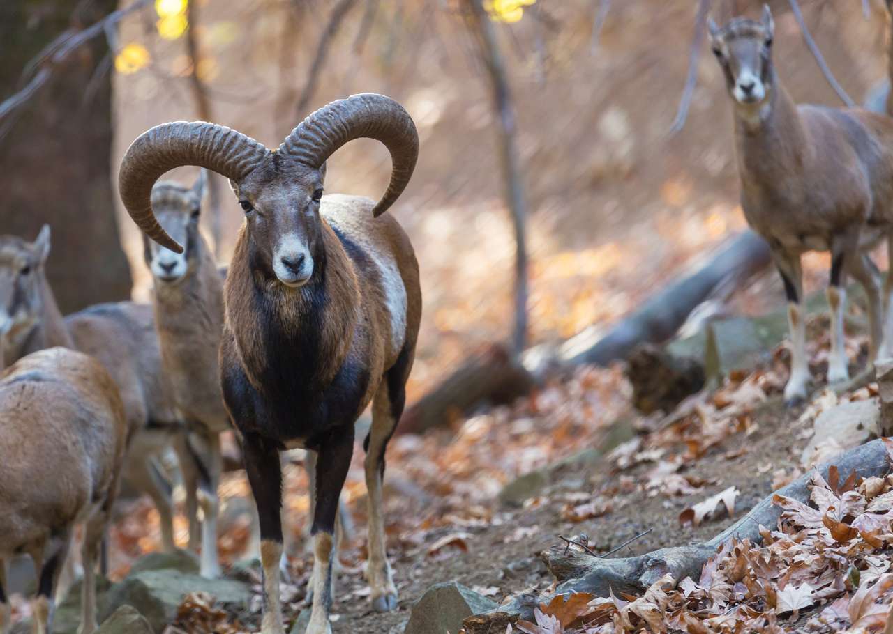 Mouflon sauvage dans la forêt d'automne, île de Chypre. puzzle en ligne