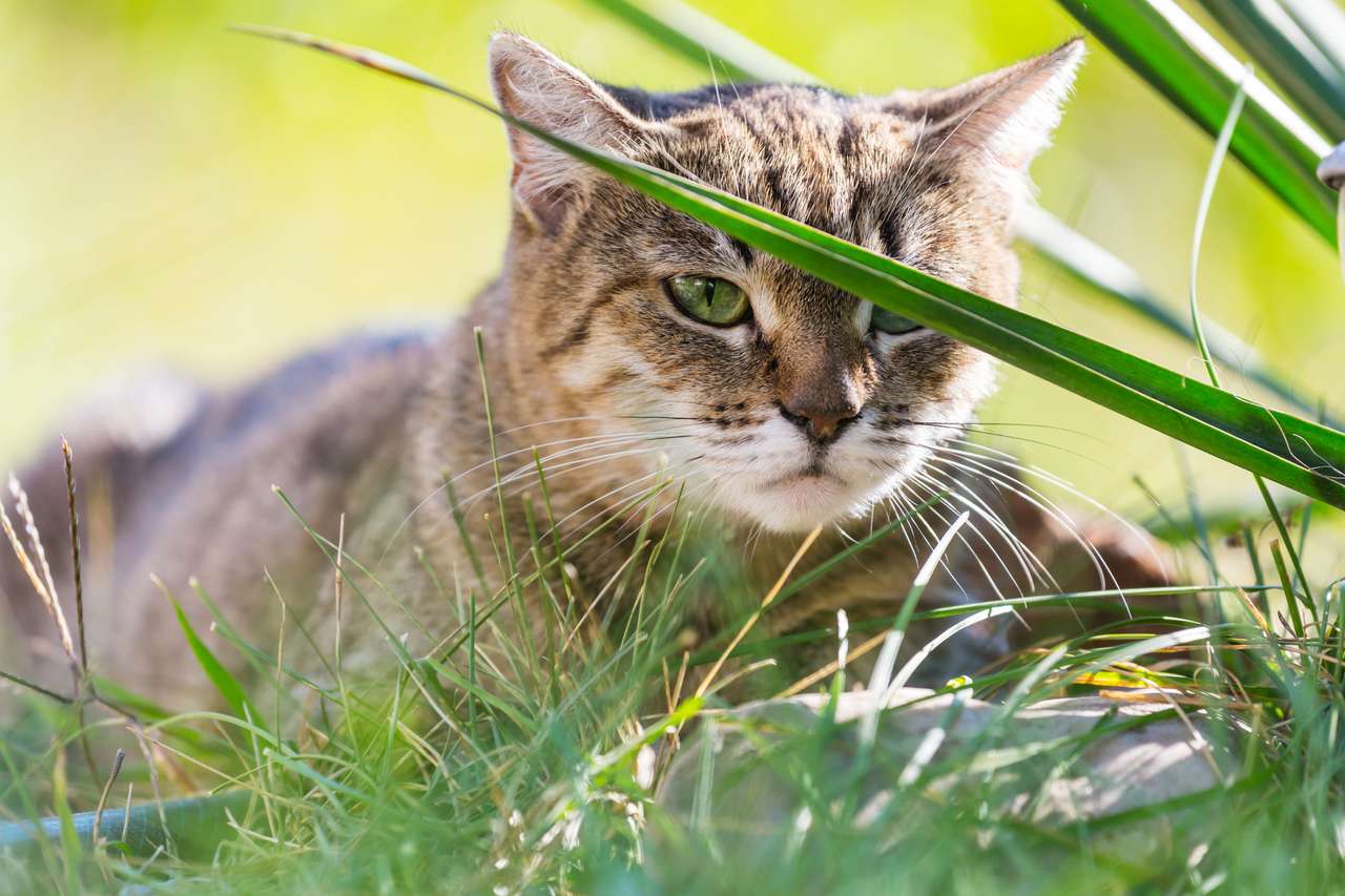 Nahaufnahme der hübschen getigerten Katze im grünen Gras. Puzzlespiel online