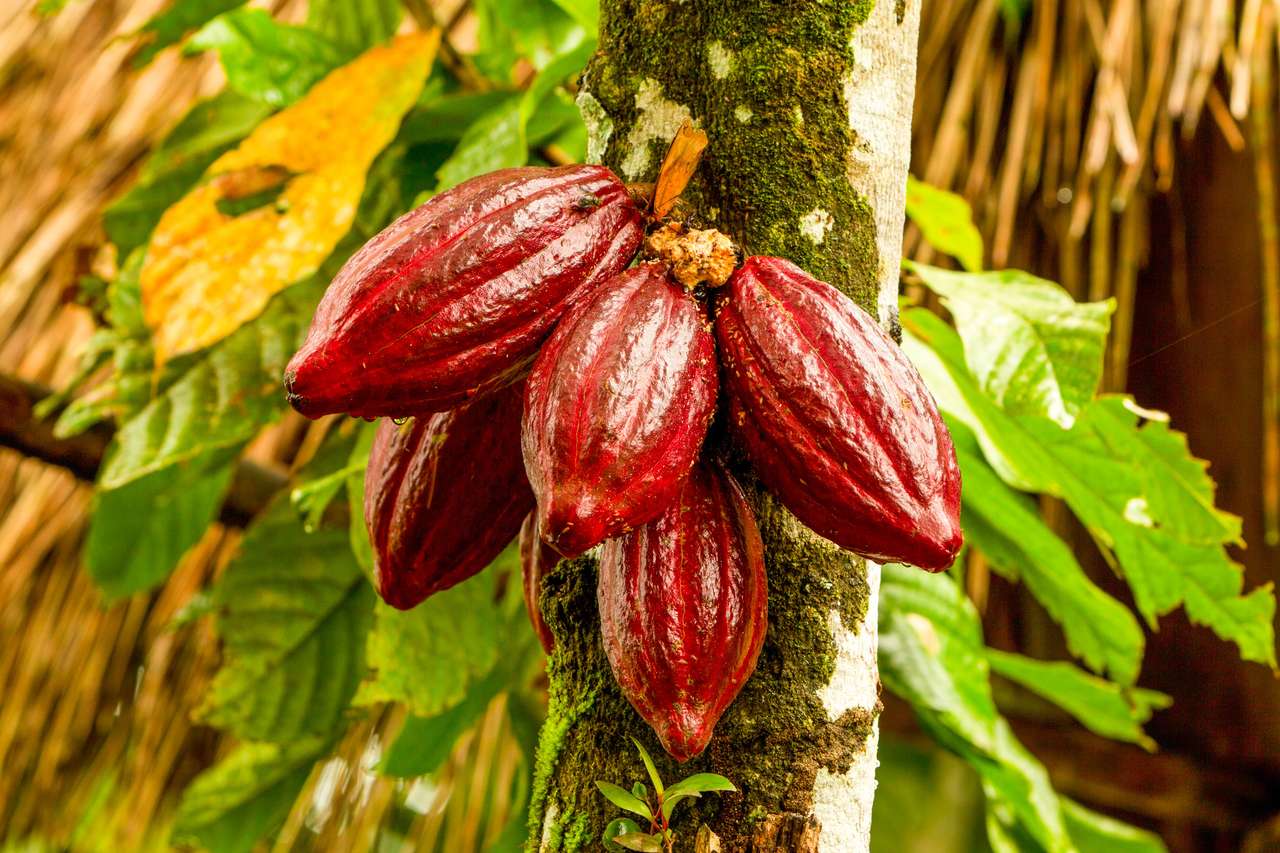 Kakaofrukt Pussel online