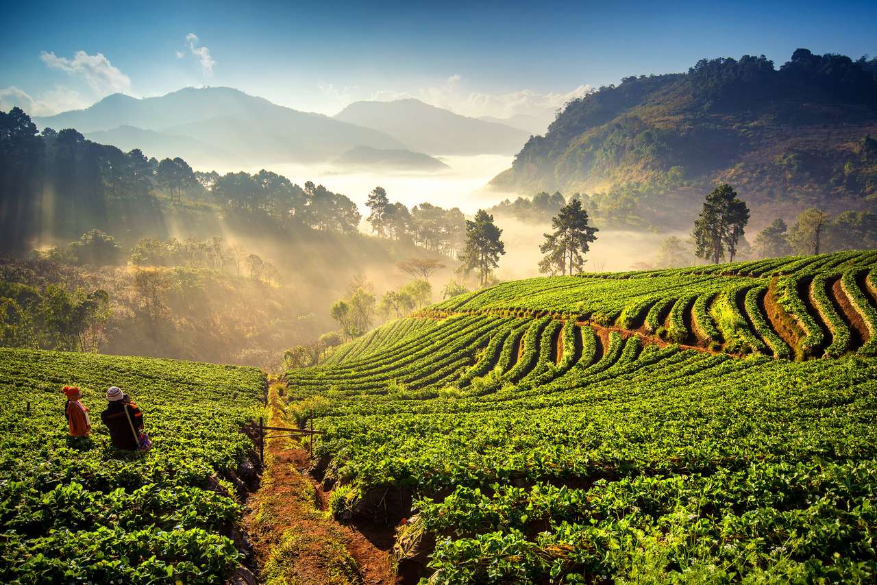 Zonsopgang bij aardbeienveld bij doi angkang online puzzel