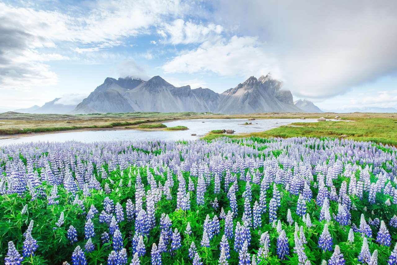 Wilde blauwe lupine in bloei in de zomer online puzzel