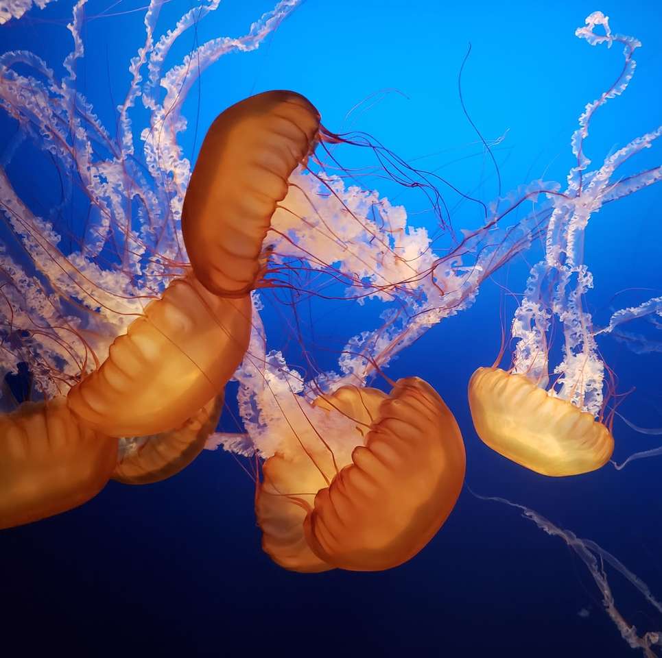 medusa marrom quebra-cabeças online