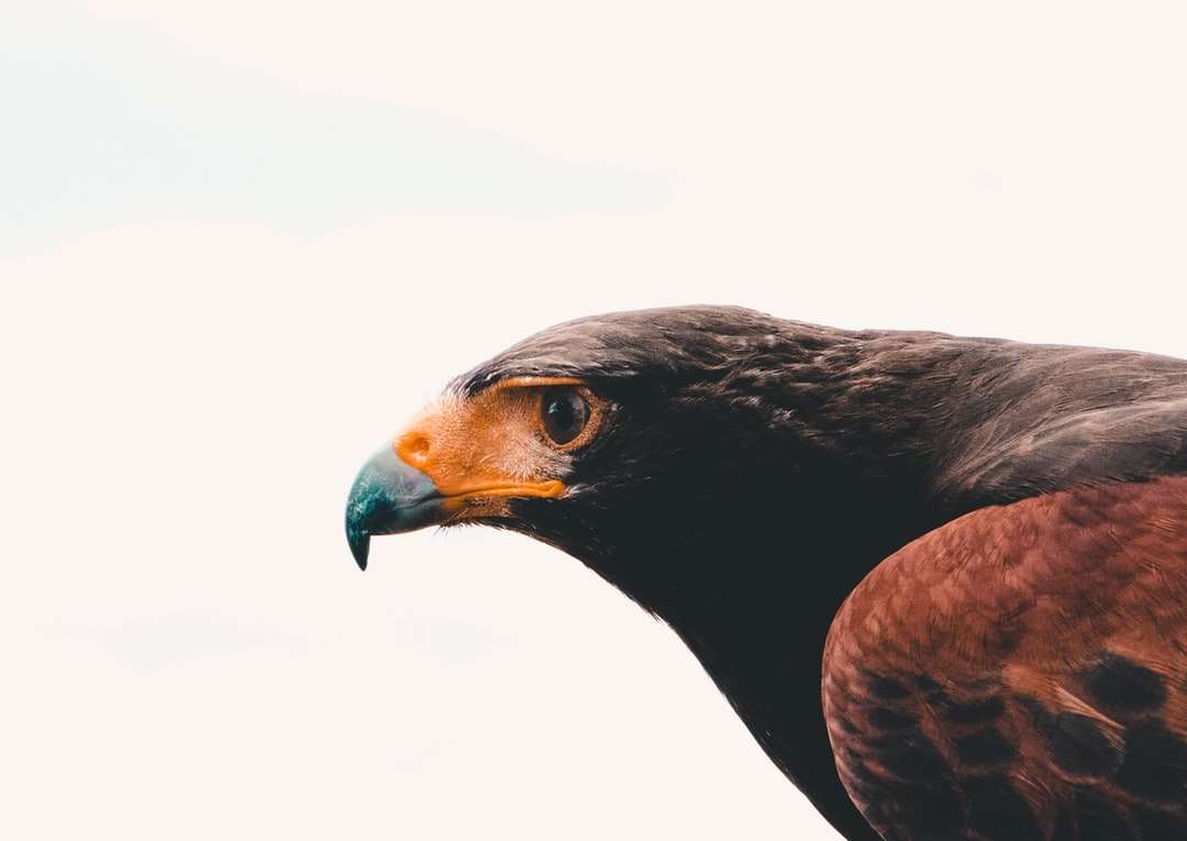 fokus foto av fågel pussel på nätet