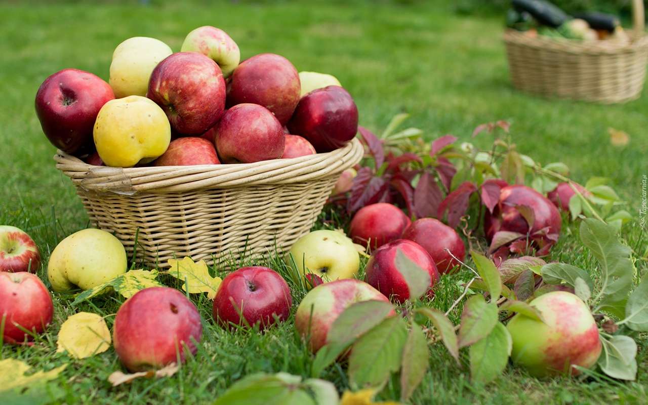Coletando maçãs para a cesta quebra-cabeças online