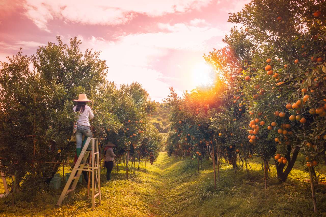 Boer oogst sinaasappels in een sinaasappelboomveld legpuzzel online
