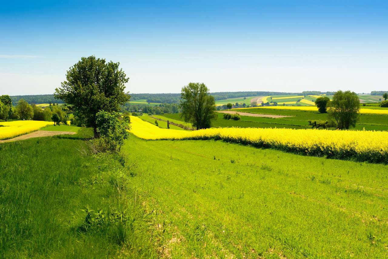 agrarisch landschap met gele koolzaad of koolzaad online puzzel