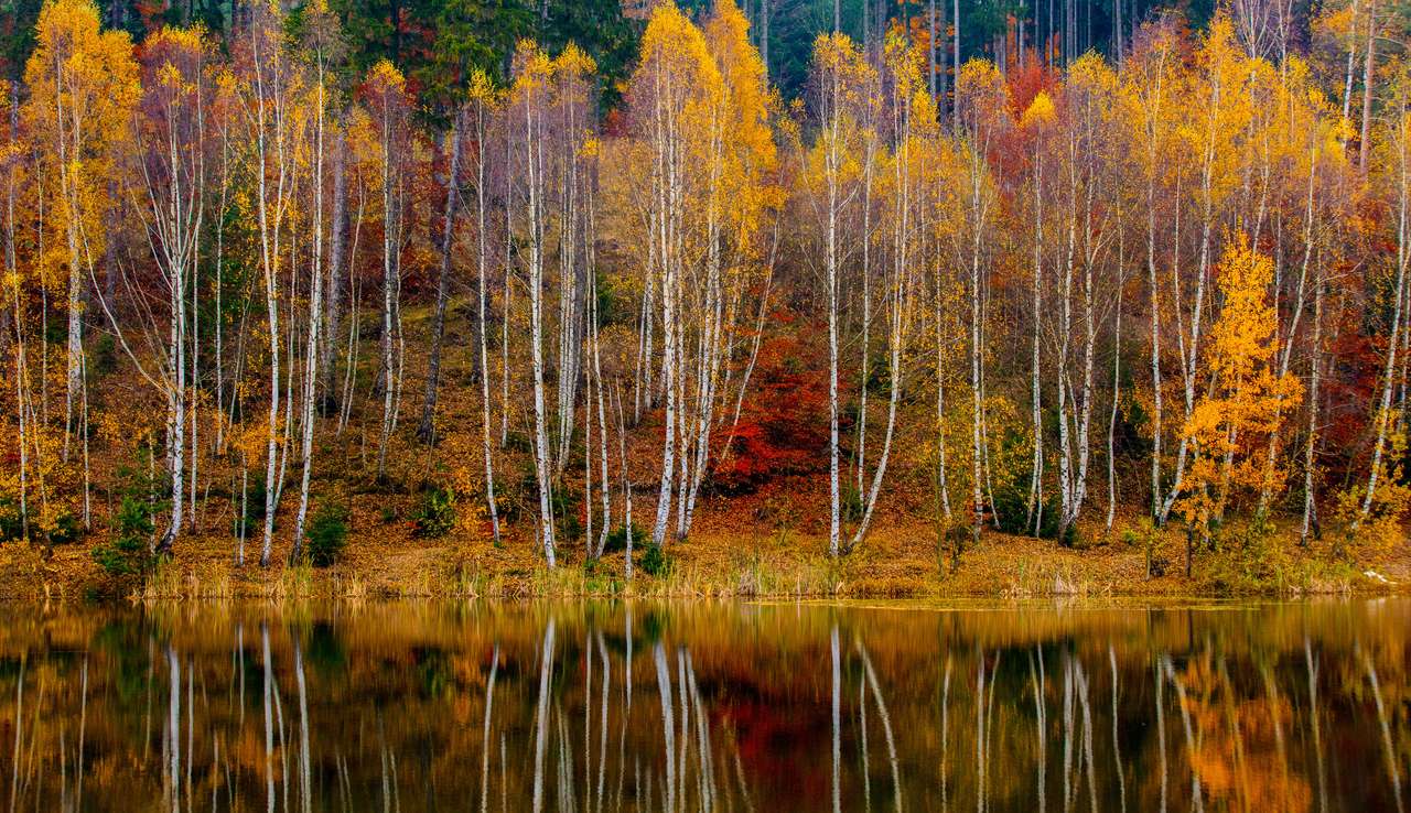 nyírfa erdő a tó mellett ősszel, Lengyelország kirakós online