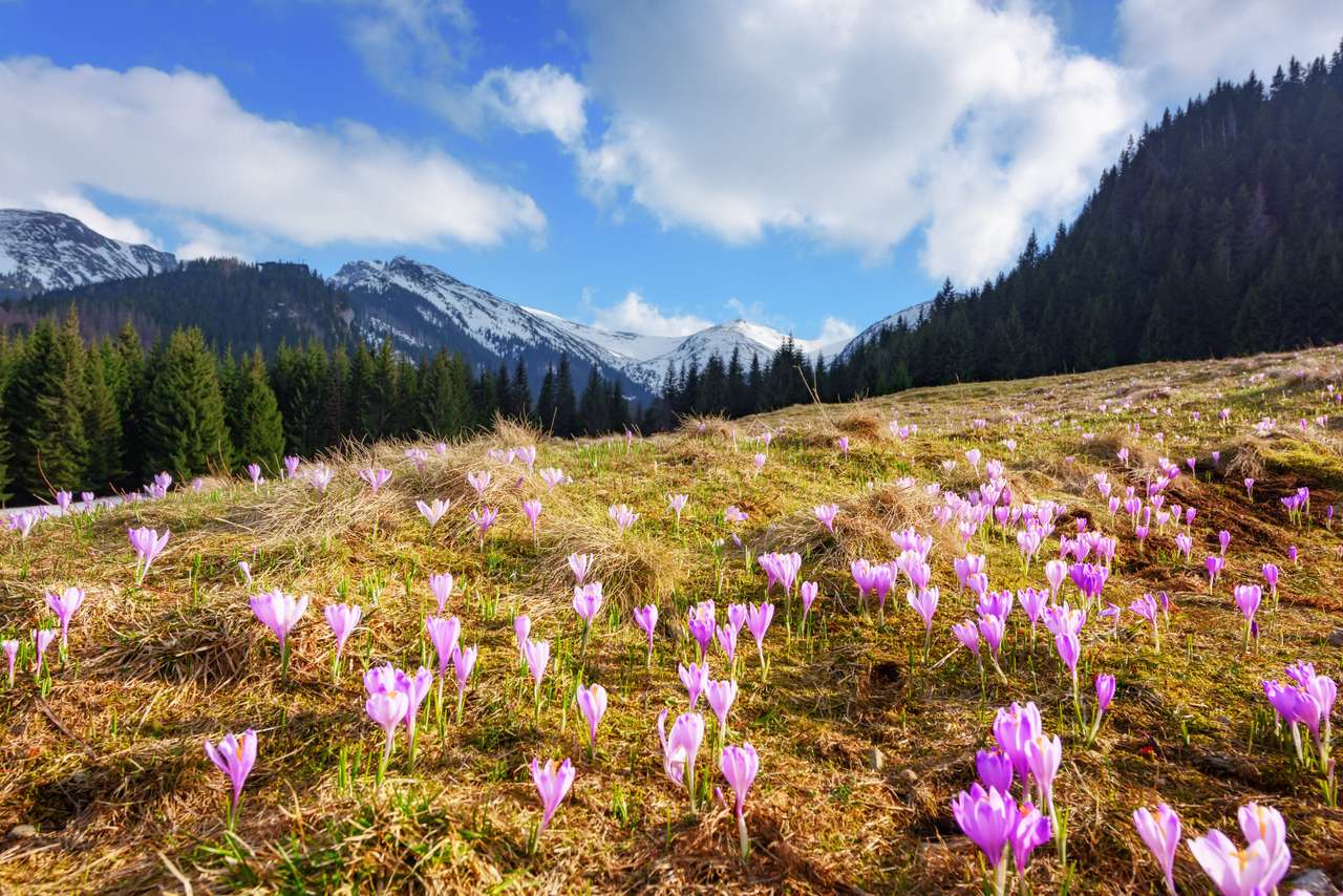 Krokusblüten auf den Frühlingsbergen der Hohen Tatra Online-Puzzle
