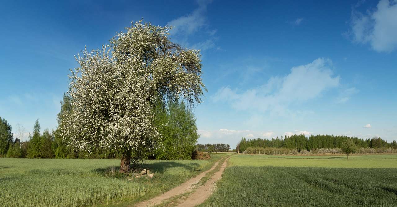 Solitary, white-blossoming apple tree jigsaw puzzle online