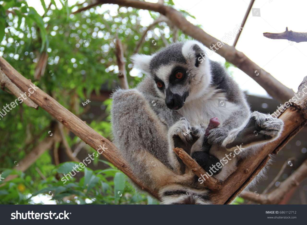 Ringstjärtad lemur pussel på nätet