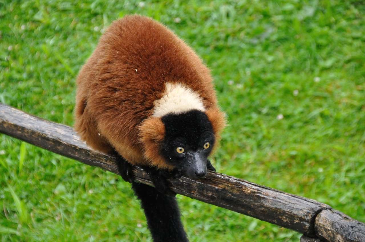 Der Lemur ist verrückt Online-Puzzle