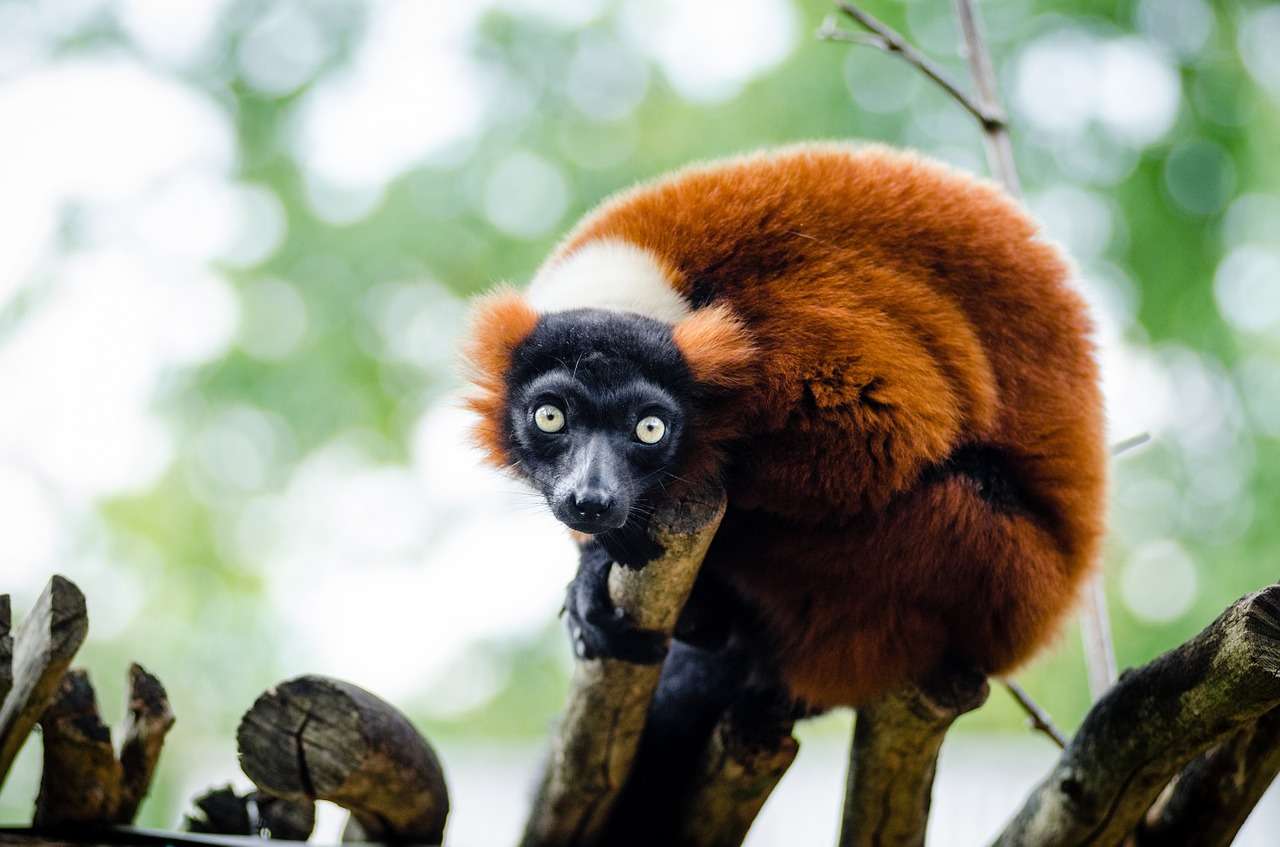 Lemur je šílený online puzzle