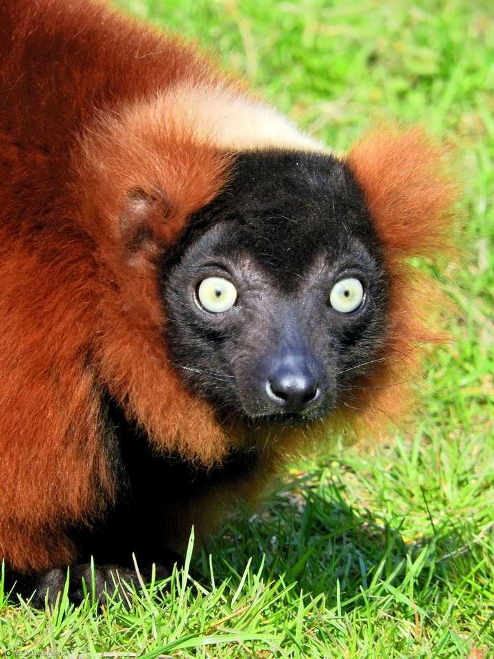 Lemuren är arg Pussel online