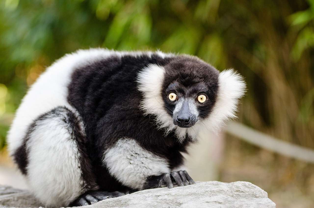 Der Lemur ist verrückt Puzzlespiel online