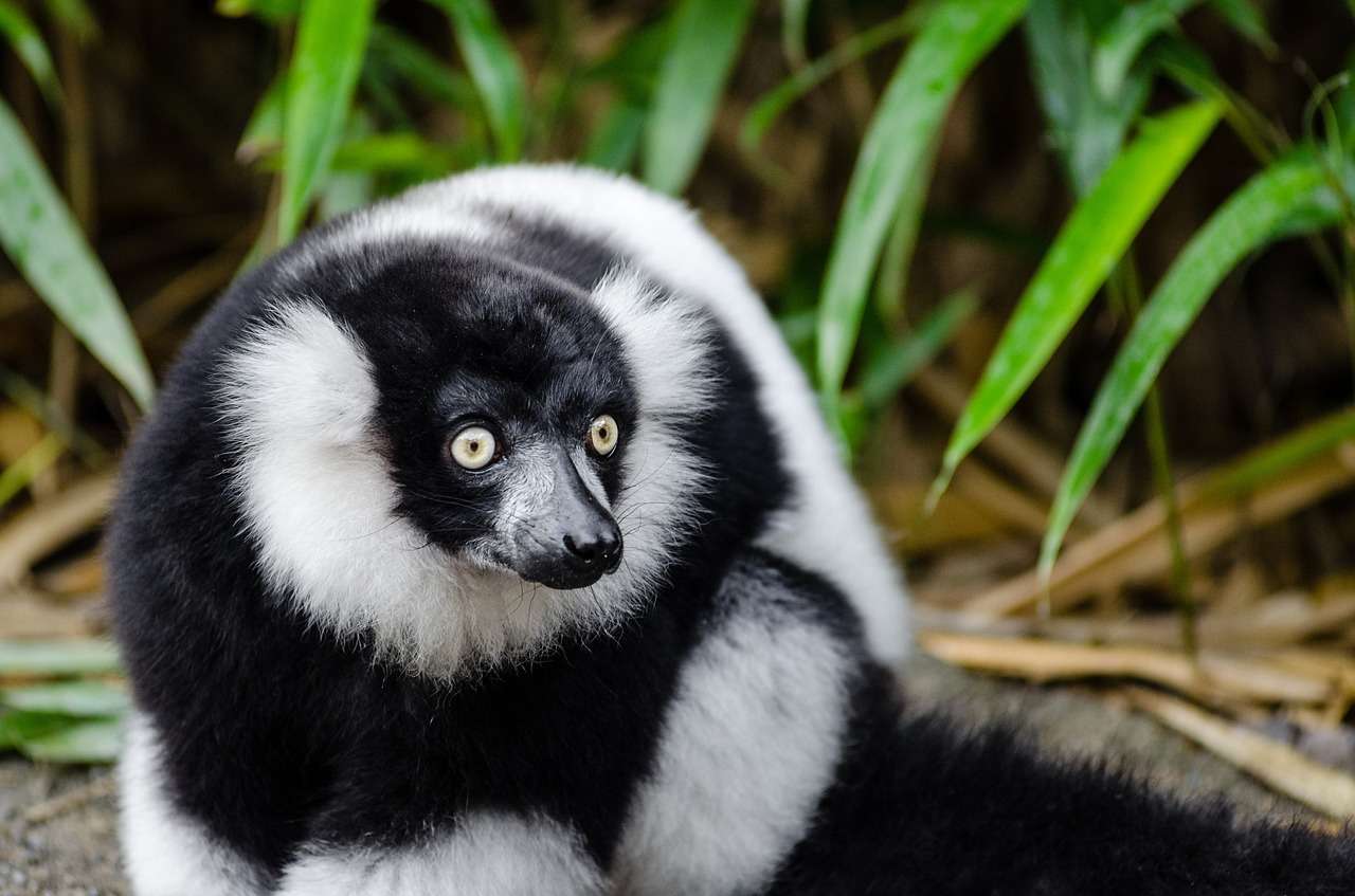 Lemuren är galen Pussel online