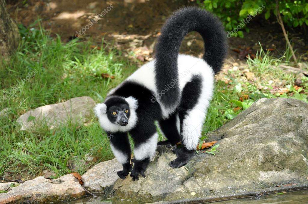 Lemurul este nebun jigsaw puzzle online