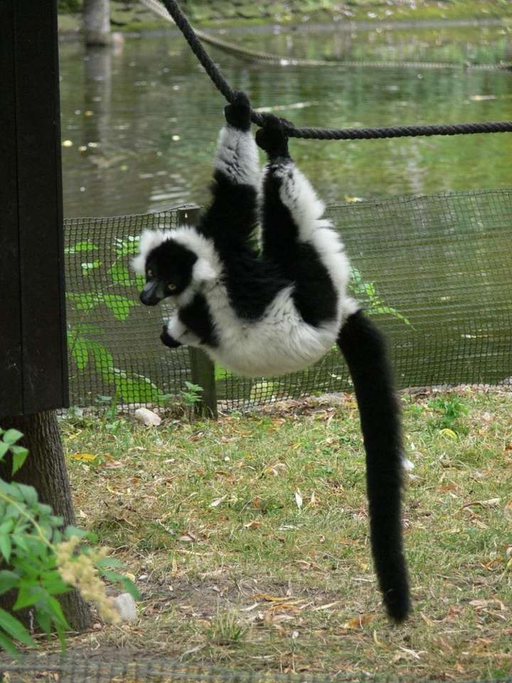 Lemurul este nebun puzzle online